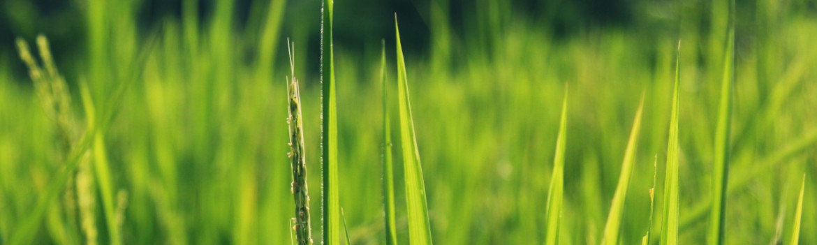 Graslandschaft
